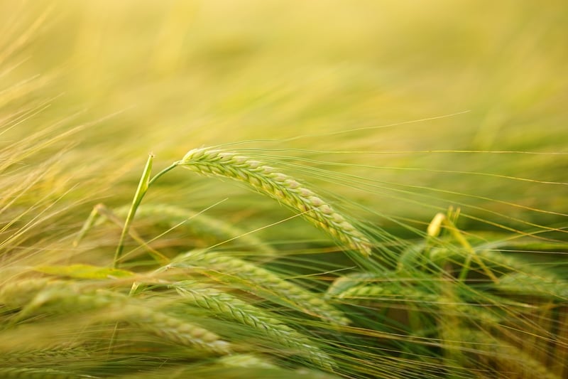 Grains and Legumes